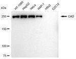 CAD Antibody in Western Blot (WB)