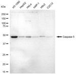 Caspase 5 Antibody in Western Blot (WB)