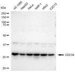 Cdc34 Antibody in Western Blot (WB)