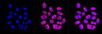 ELOVL5 Antibody in Immunocytochemistry (ICC/IF)