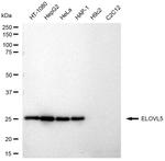 ELOVL5 Antibody in Western Blot (WB)