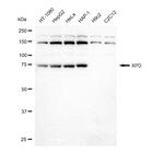 XPD Antibody in Western Blot (WB)