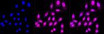 CDC123 Antibody in Immunocytochemistry (ICC/IF)