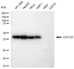 CDC123 Antibody in Western Blot (WB)