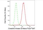 Creatine Kinase BB Antibody in Flow Cytometry (Flow)