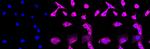 Aconitase 1 Antibody in Immunocytochemistry (ICC/IF)