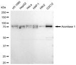 Aconitase 1 Antibody in Western Blot (WB)