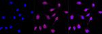 FLAP Antibody in Immunocytochemistry (ICC/IF)