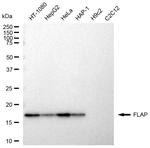 FLAP Antibody in Western Blot (WB)