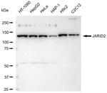 JARID2 Antibody in Western Blot (WB)