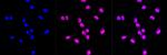 SKP1 Antibody in Immunocytochemistry (ICC/IF)