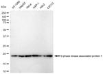 SKP1 Antibody in Western Blot (WB)