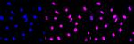 SMARCA5 Antibody in Immunocytochemistry (ICC/IF)