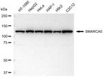 SMARCA5 Antibody in Western Blot (WB)