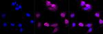 Cullin 3 Antibody in Immunocytochemistry (ICC/IF)