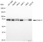 Cullin 3 Antibody in Western Blot (WB)