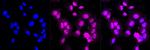 ATG7 Antibody in Immunocytochemistry (ICC/IF)