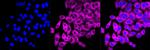 ATG3 Antibody in Immunocytochemistry (ICC/IF)