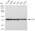 ATG3 Antibody in Western Blot (WB)