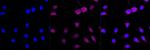 ATOH1 Antibody in Immunocytochemistry (ICC/IF)