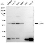 ATOH1 Antibody in Western Blot (WB)