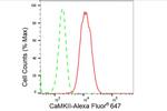 CaMKII Pan Antibody in Flow Cytometry (Flow)