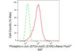 Phospho-C-Jun/D-Jun (Ser73, Ser100) Antibody in Flow Cytometry (Flow)