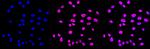 Phospho-C-Jun/D-Jun (Ser73, Ser100) Antibody in Immunocytochemistry (ICC/IF)