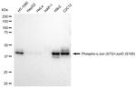 Phospho-C-Jun/D-Jun (Ser73, Ser100) Antibody in Western Blot (WB)