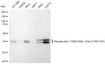 Phospho-ERK1/ERK2 (Thr202, Tyr204, Thr185, Tyr187) Antibody in Western Blot (WB)