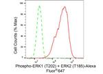 Phospho-ERK1/ERK2 (Thr202, Thr185) Antibody in Flow Cytometry (Flow)