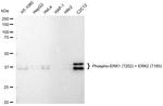 Phospho-ERK1/ERK2 (Thr202, Thr185) Antibody in Western Blot (WB)