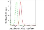 TEAD1/2/3/4 Antibody in Flow Cytometry (Flow)