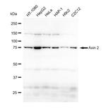 AXIN2 Antibody in Western Blot (WB)