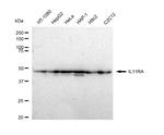 IL11RA Antibody in Western Blot (WB)