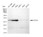 ATG10 Antibody in Western Blot (WB)