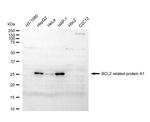 BCL2A1 Antibody in Western Blot (WB)