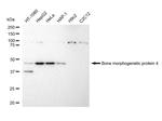 BMP-4 Antibody in Western Blot (WB)