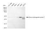 BMP-7 Antibody in Western Blot (WB)