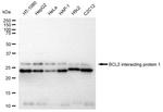 BNIP1 Antibody in Western Blot (WB)