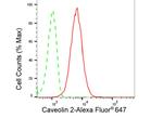 Caveolin 2 Antibody in Flow Cytometry (Flow)