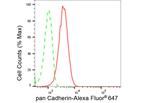 Pan-cadherin Antibody in Flow Cytometry (Flow)