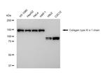 COL11A1 Antibody in Western Blot (WB)