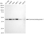 CtBP1 Antibody in Western Blot (WB)