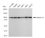 CTNNA3 Antibody in Western Blot (WB)