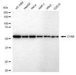 NOX2 Antibody in Western Blot (WB)