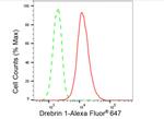 Drebrin Antibody in Flow Cytometry (Flow)