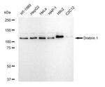 Drebrin Antibody in Western Blot (WB)