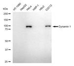 Dynamin 1 Antibody in Western Blot (WB)