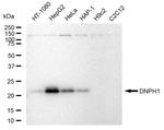 RCL Antibody in Western Blot (WB)